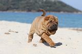 SHAR-PEI 153